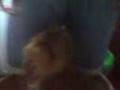 videos de Tofik 2 [Daewoo]