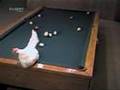 funny chicken - play snooker