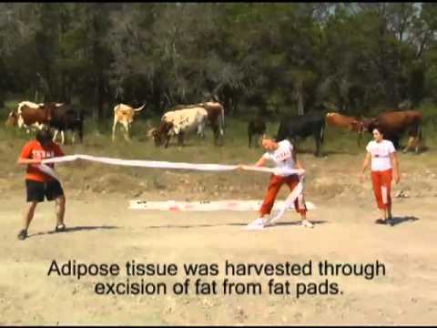 how to harvest cells for flow cytometry