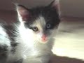 Kitten bezoek Kitten bezoek