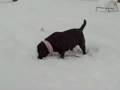 snowday snowday