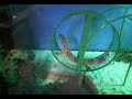 Gecko in hamster wheel