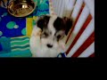 RENAISSANCE COTON DE TULEAR-The 3 Musketeers