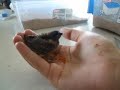 gouldian finch day 25 feeding