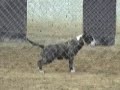 bull running