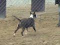 bull running