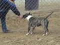 bull running