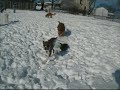 Rocky the Wonder Dog in the Snow!!!