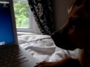 Puppy chases mouse