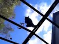O Gato (The Cat)