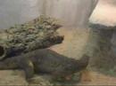 Varanus panoptes panoptes Heuschreckenjagd 1
