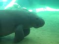 manatee 1.AVI manatee 1.AVI