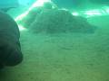 videos de manatee 1.AVI