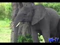 Smooth Jazz - Amharic