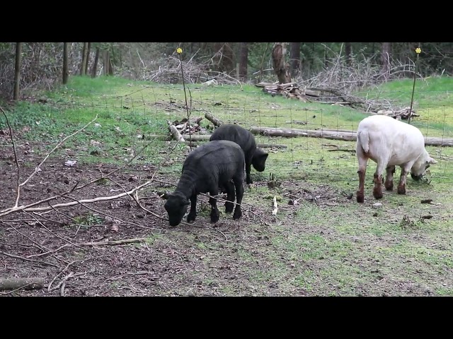 2 Beautiful Registered Black Babydoll Yearling Ewes. in Livestock in Sunshine Coast