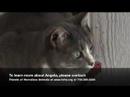 adopt-this-dog-because-she-is-just-the-best-thing-ever.html