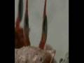 videos de Galapagos Score