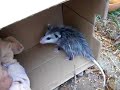 Baby Opossum