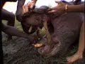 cindy garrison   get wild 2