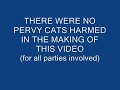 Spanky, the pervy cat Spanky, the pervy cat