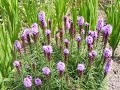 Kingsbrae Horticultural Garden