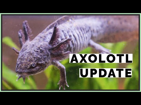 YouTube reptile video