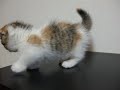 マンチカン（Munchkin）だにゃー♪のサムネイル1