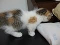 マンチカン（Munchkin）だにゃー♪のサムネイル3