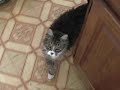 Funny Cat Chases Video Camera Around And Around