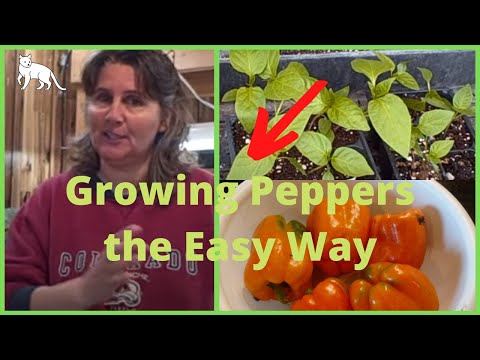 how to plant seeds from peppers