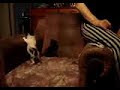 Gatos Free Gatos Free