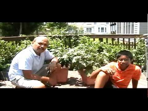 how to grow eggplant in melbourne