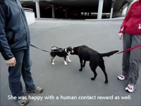 how to control puppy barking