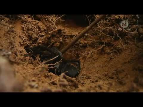 Tarantula - Pavúk všetkých pavúkov Austrálie Tarantula - Pavúk všetkých pavúkov Austrálie