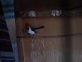 cardenal-pajaro loco