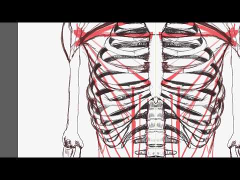 how to draw human anatomy