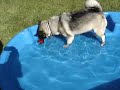 Chewie, the Elkhound, bobbing for an apple