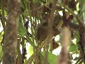 PICA-PAU-ANÃO-BARRADO Picumnus cirratus