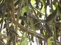 PICA-PAU-ANÃO-BARRADO Picumnus cirratus