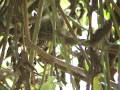 videos de PICA-PAU-ANÃO-BARRADO Picumnus cirratus