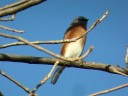 Eastern Bluebird