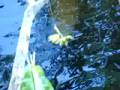 Manatee 1