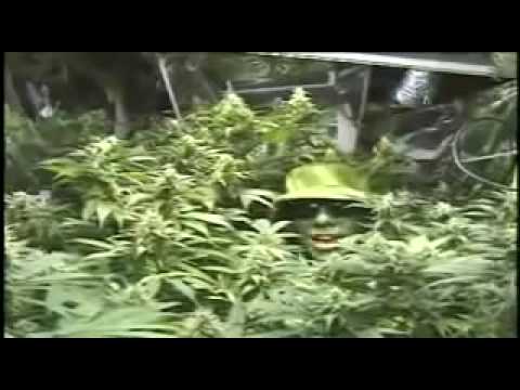 how to grow weed indoors step by step