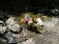 Hiking Holy Jim Trial w/ My German Shepherd