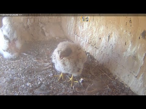 Live-Cam: Vgel - Wanderfalken / Peregrine Falcon  - Ne ...