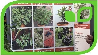 Die Lowberry Pflanzenfamilie