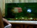 flowerhorn eating live fish.mp4
