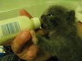 Feeding my foster kitten Feeding my foster kitten