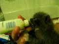 Feeding my foster kitten