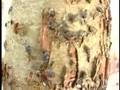 clip video Black Hole A Symbiotic Relationship